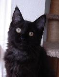 Zora4Mo.7